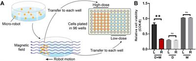 Magnetic-Driven Hydrogel Microrobots Selectively Enhance Synthetic Lethality in MTAP-Deleted Osteosarcoma